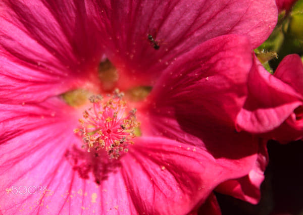 Pink hibiscus flower in sharp focus with delicate petals and prominent stamen, set against a softly blurred natural background that suggests a garden or outdoor setting. The overall mood is gentle and uplifting. No visible text.