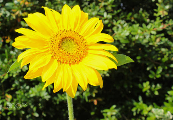 close-up flower
