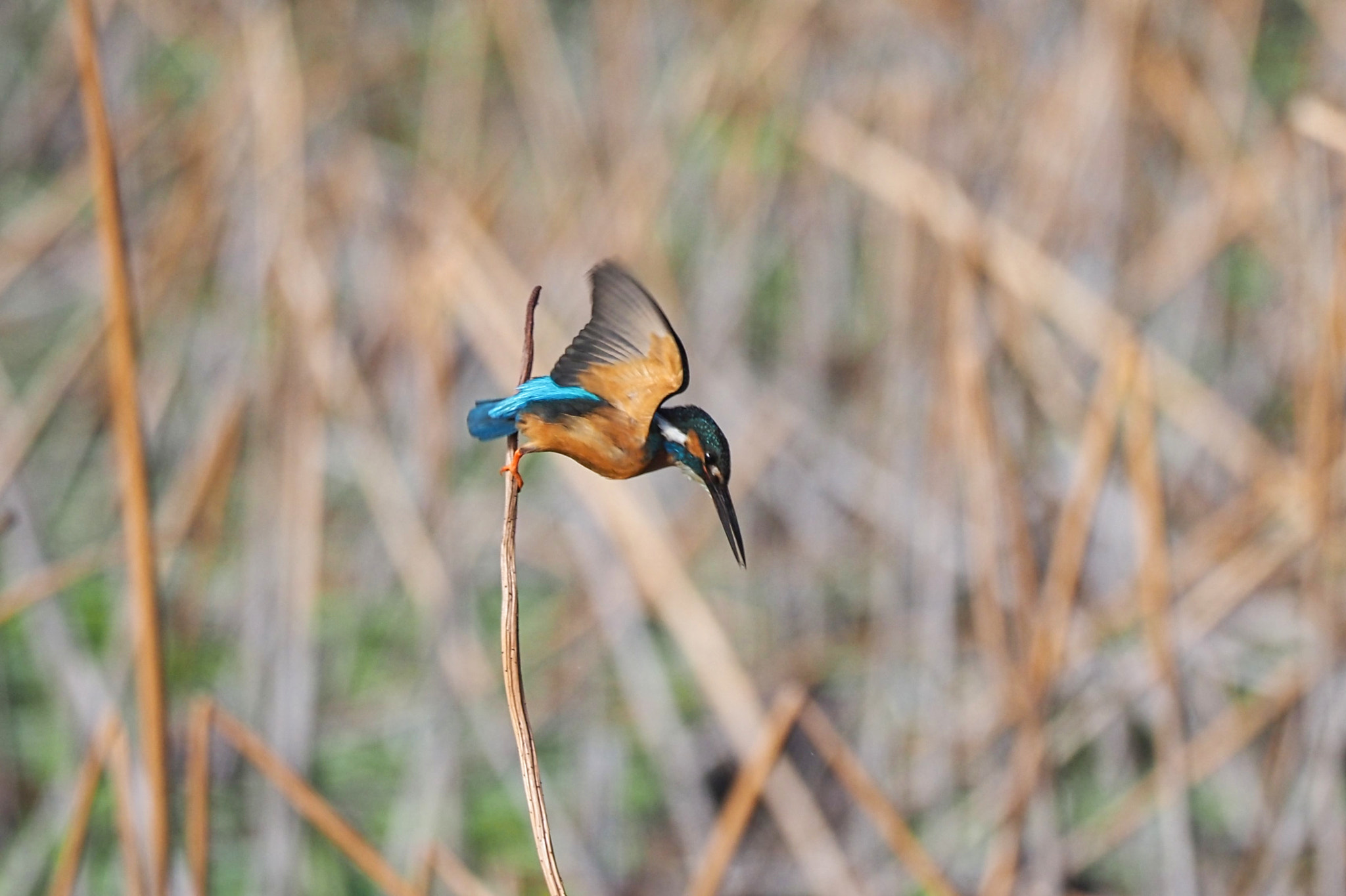  by shoji uno on 500px.com