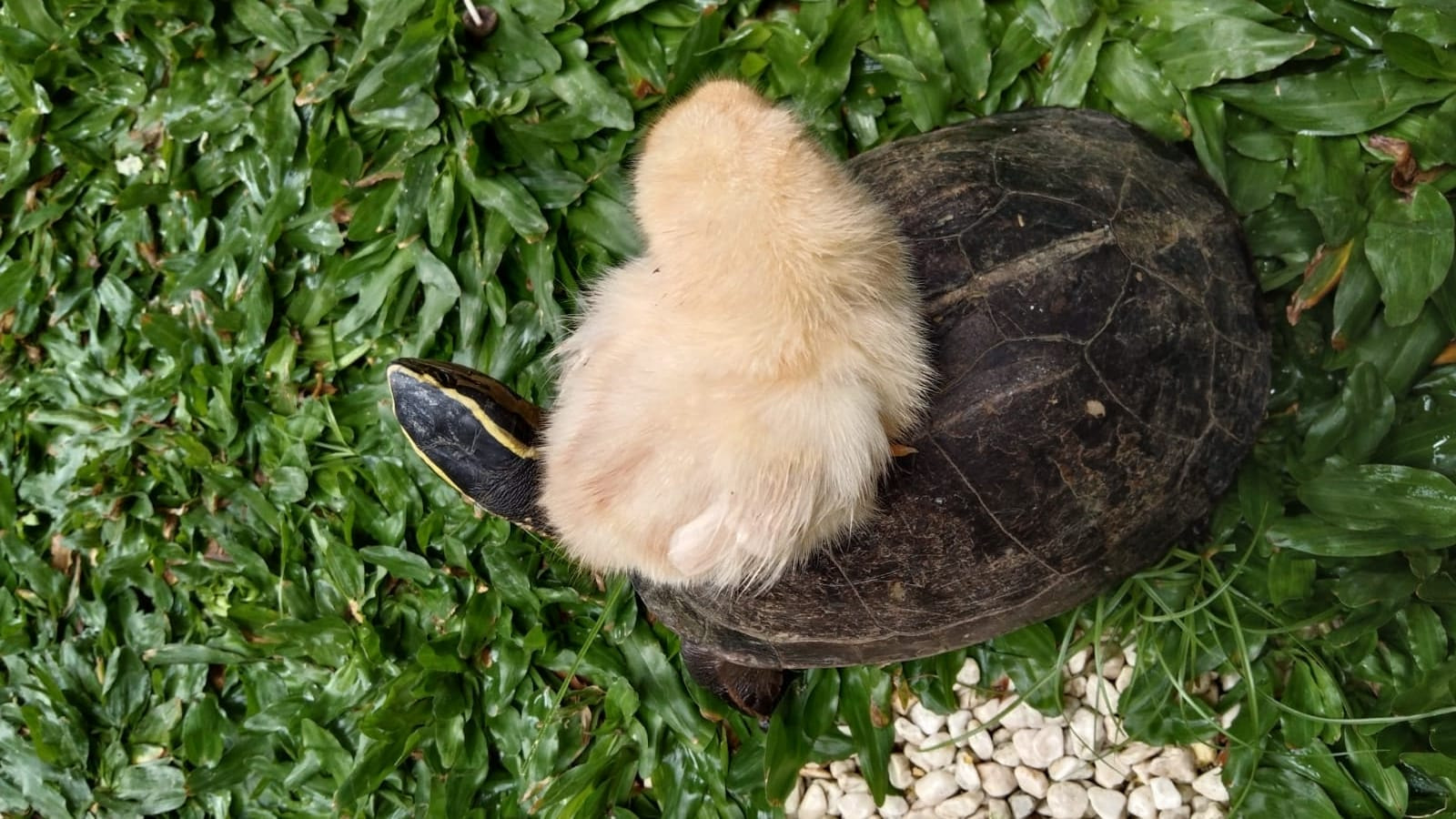 turtle and chicks