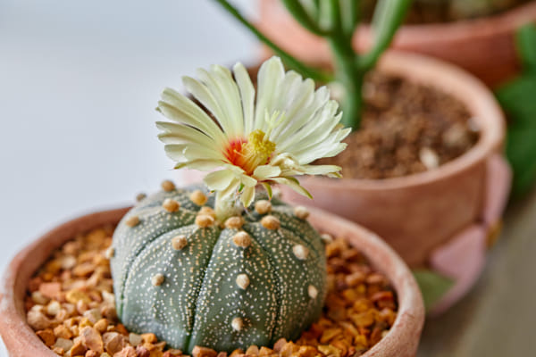 Close-up view of white cactus flower blooming in potted plant by Anucha Muphasa on 500px.com