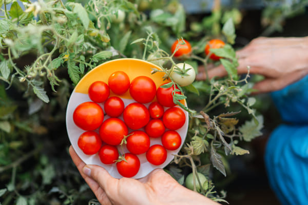 Cropped hands of woman holding tomatoes in basket by Olha Dobosh on 500px.com