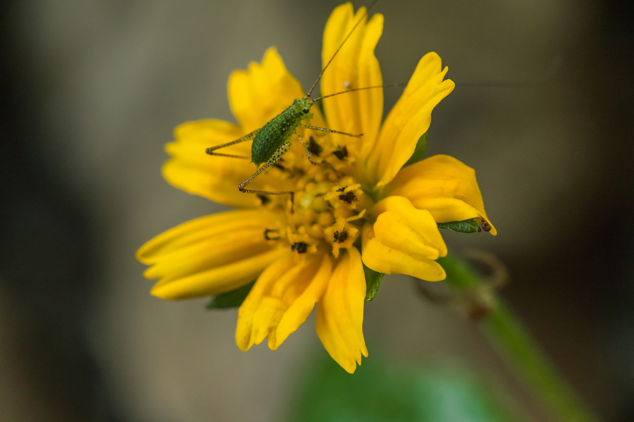 Green insect on Creeping daisy, Wedelia trilobata
