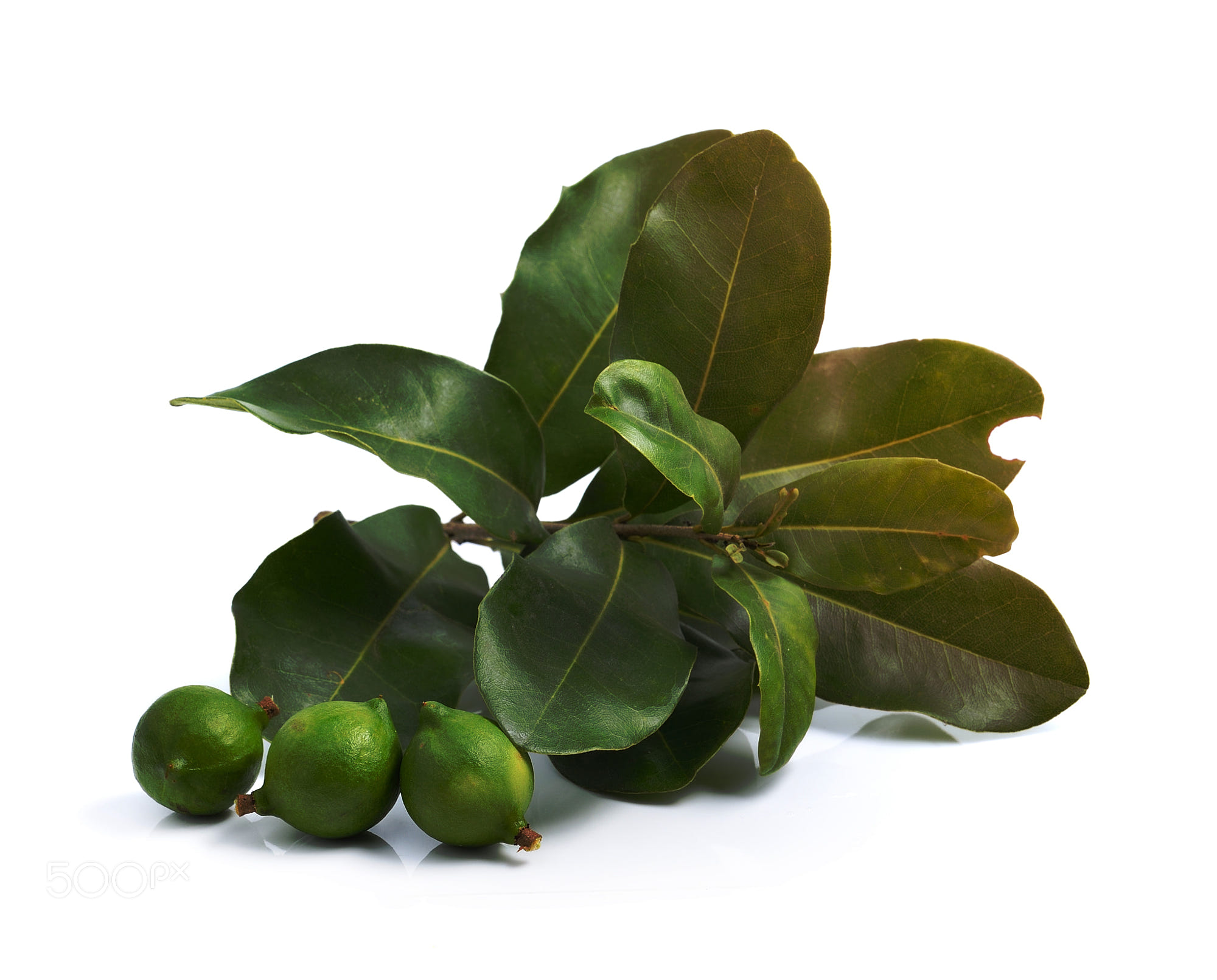 fresh macadamia nut on white background: fresh macadamia nut on white background