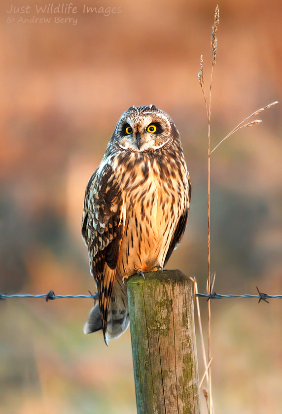 Short Eared Owl