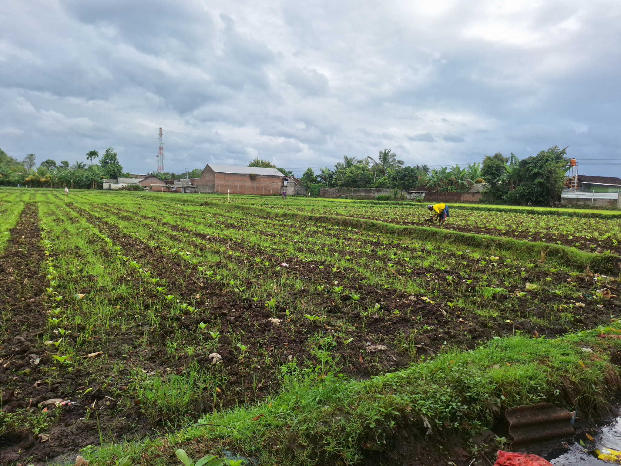 farmers and tobacco