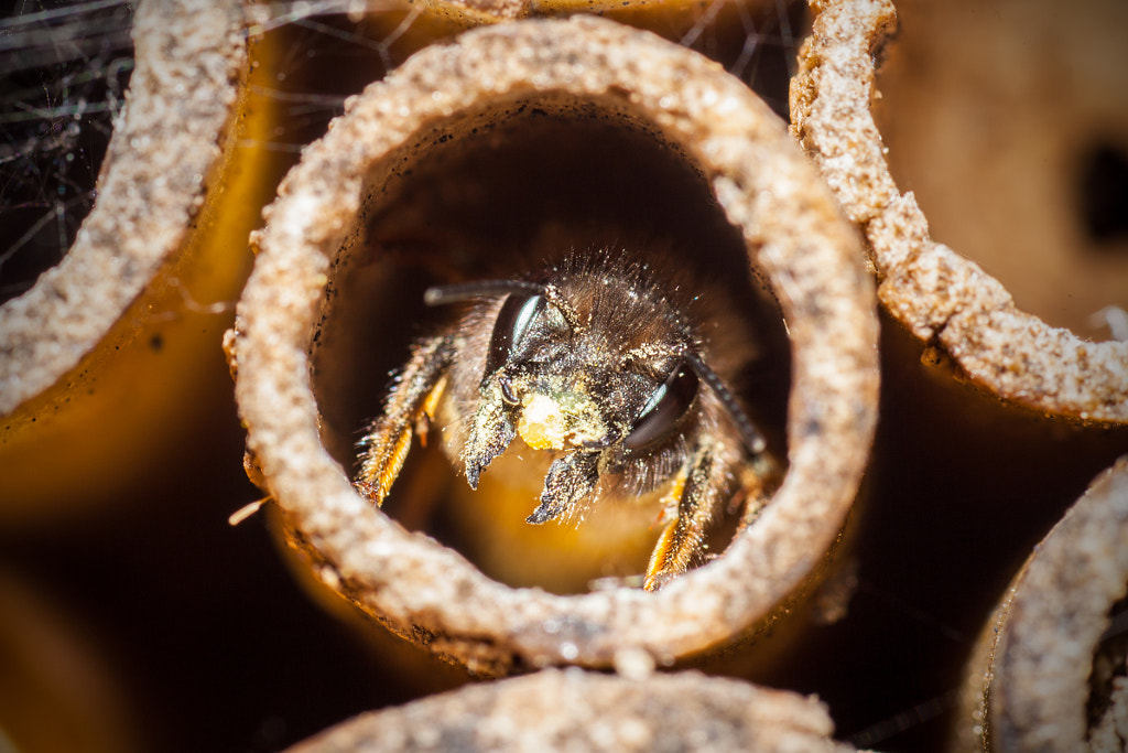 macro-photography - Bee House by Robert K. Baggs on 500px.com
