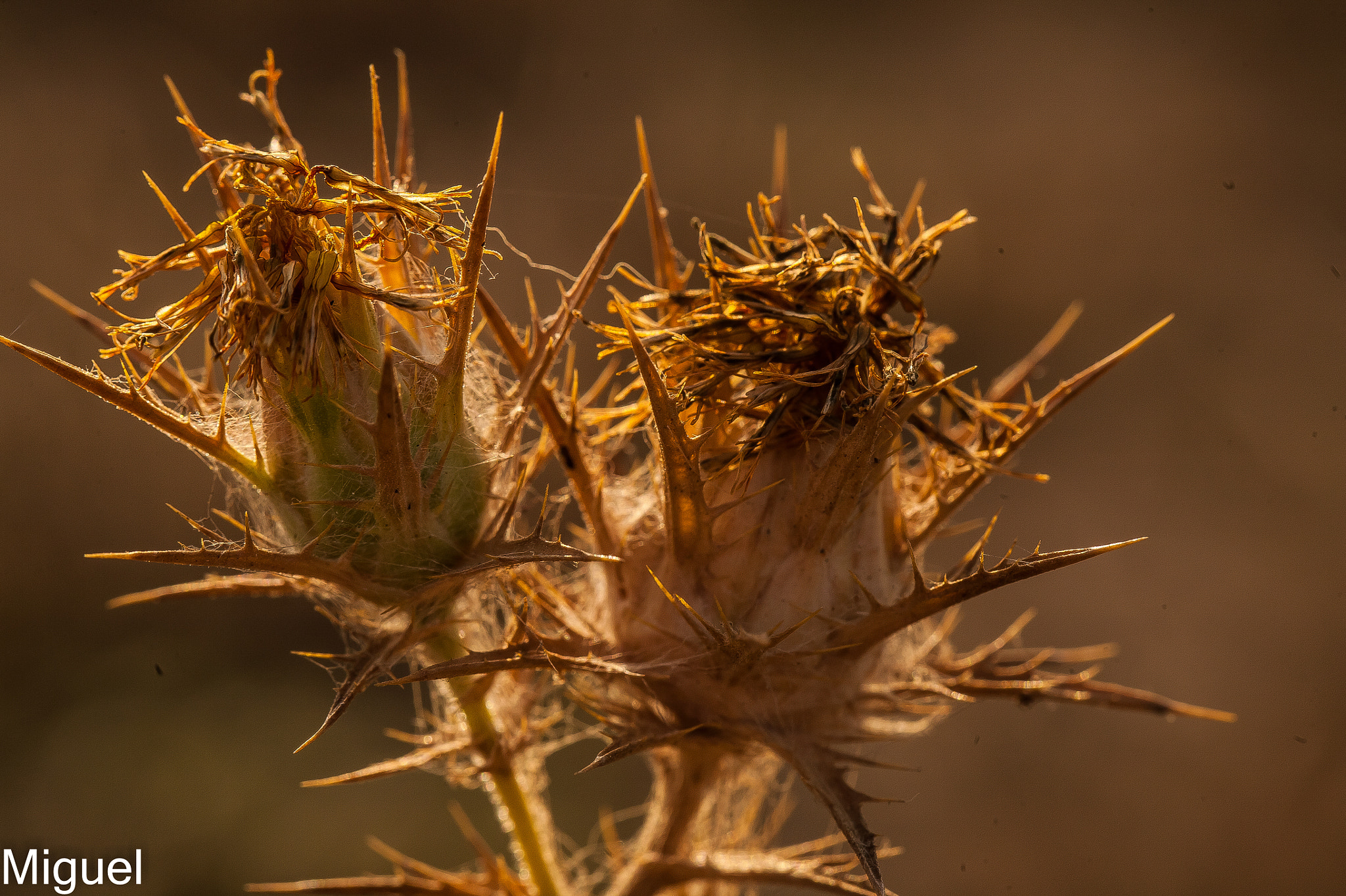 Canon EOS 5D + Canon EF 100mm F2.8L Macro IS USM sample photo. Bipiquant photography