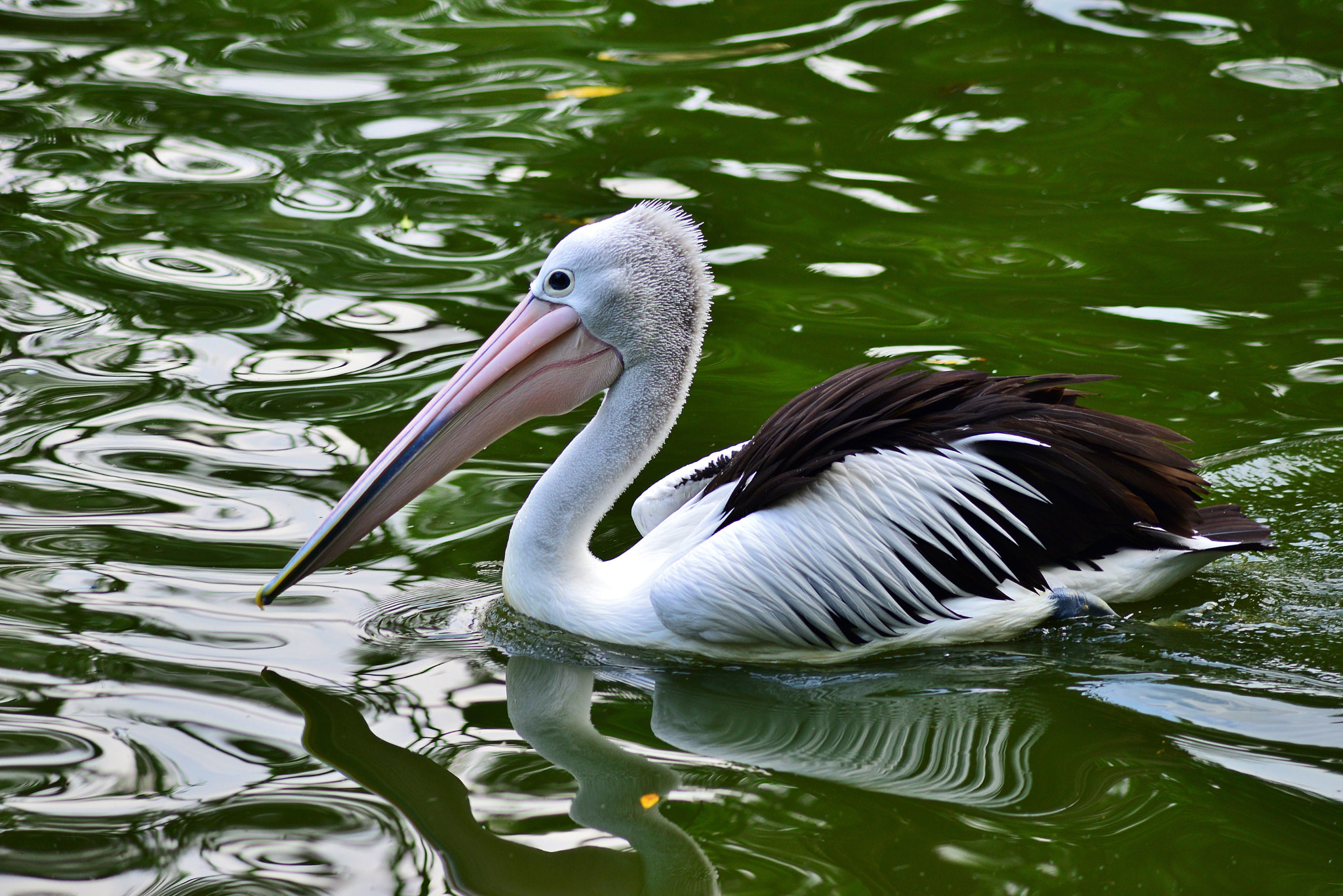 Australian Pelican