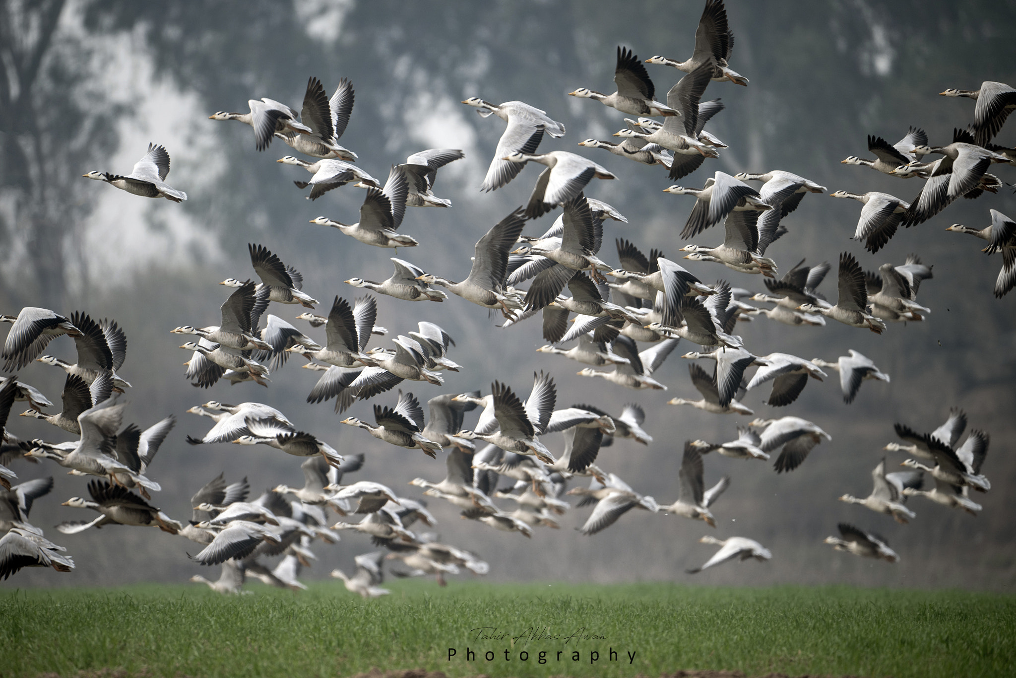 Bar headed Goose by Nature images | 500px