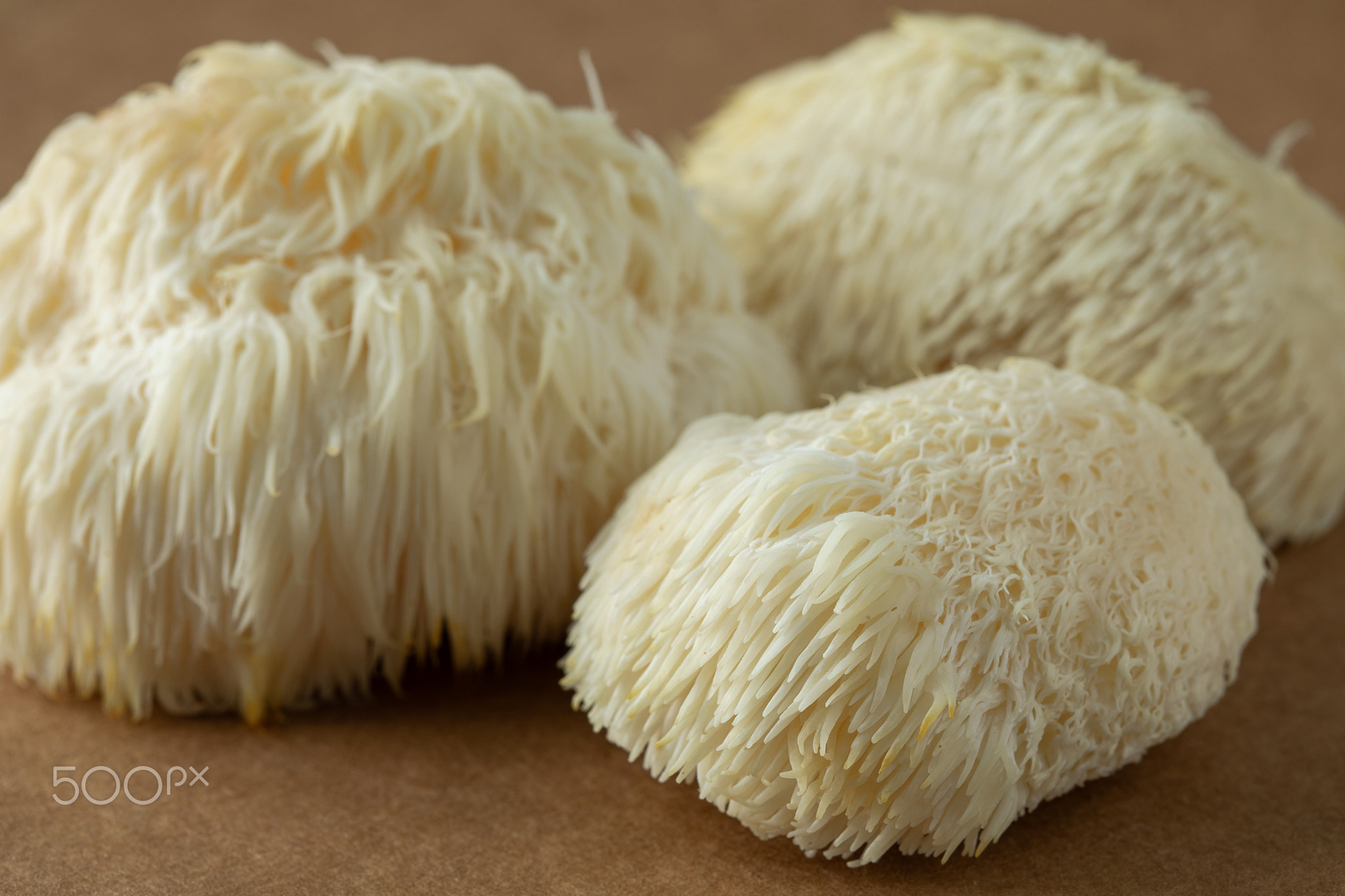 Lion's Mane mushroom closeup