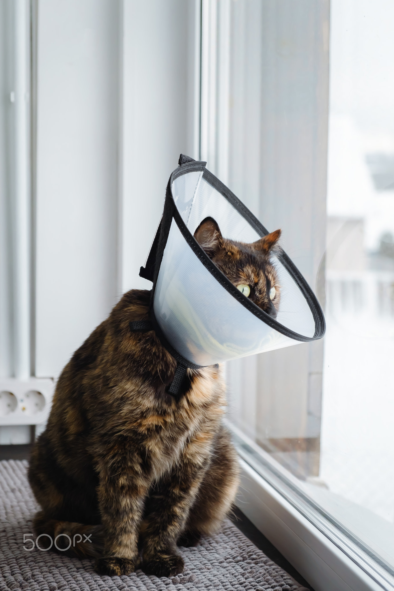 Domestic cat in a veterinary collar sits on windowsill looking out the
