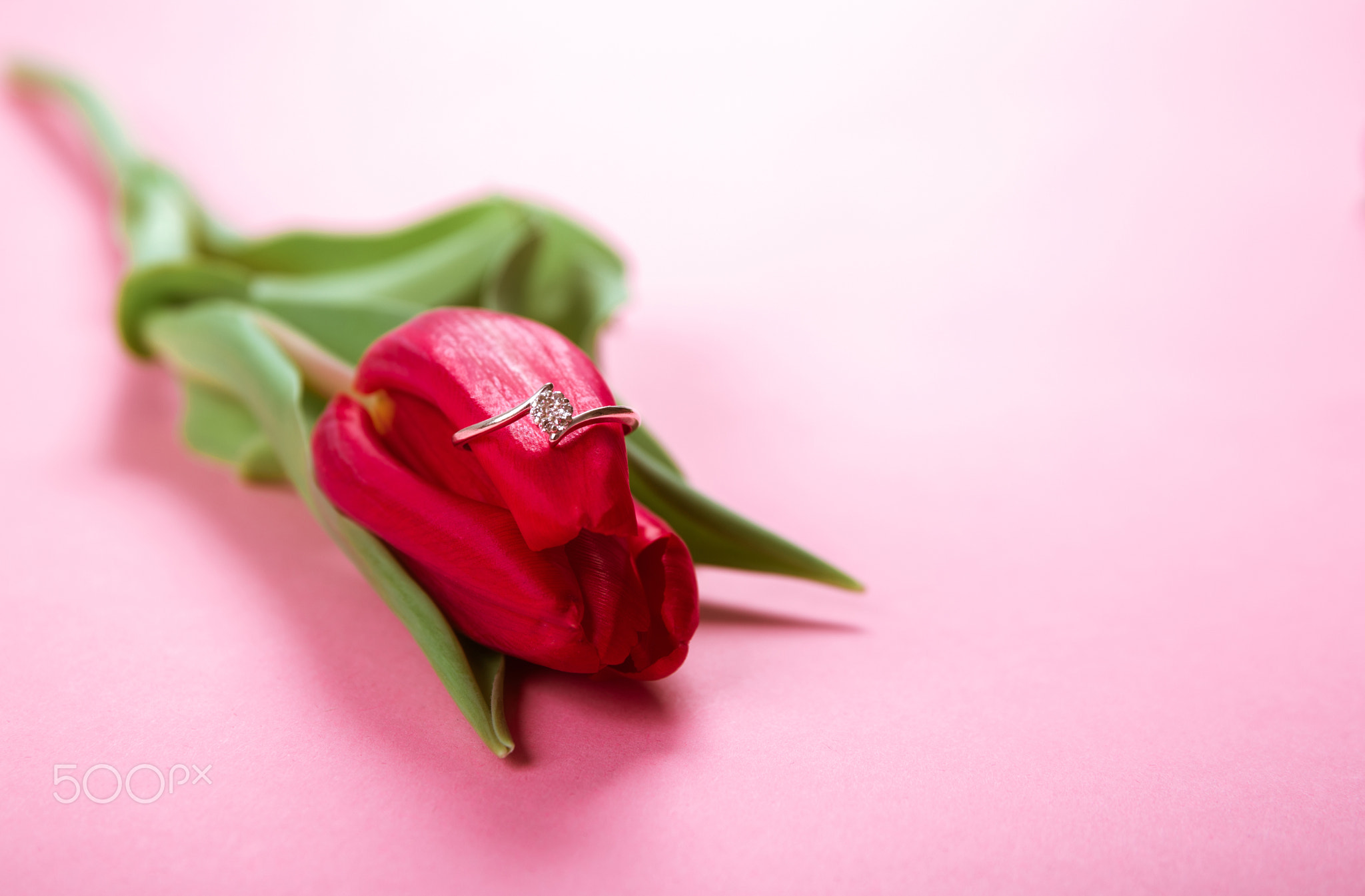Diamond ring lies on red tulip on pink background with copy space
