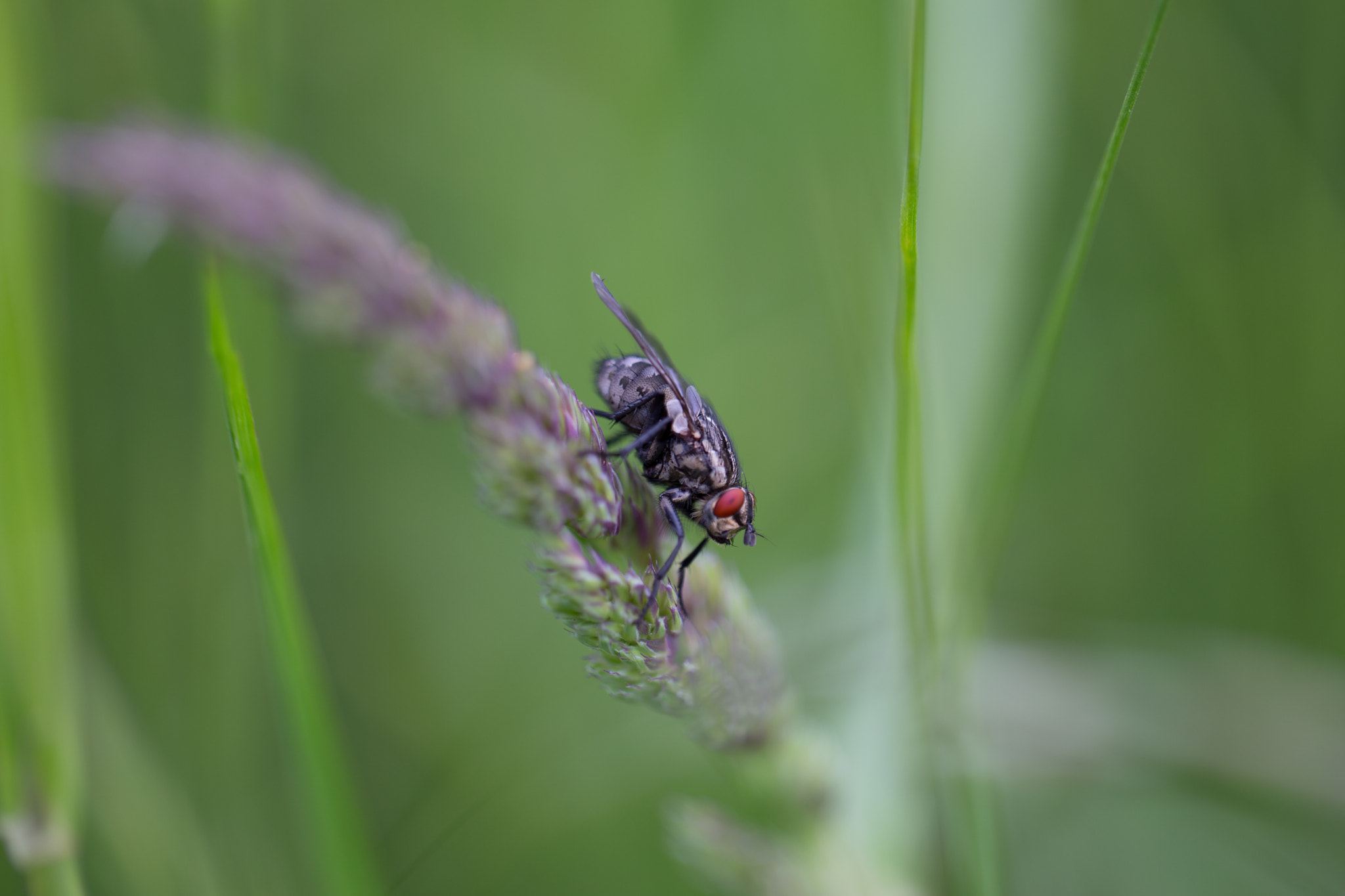 Red-eyed fly