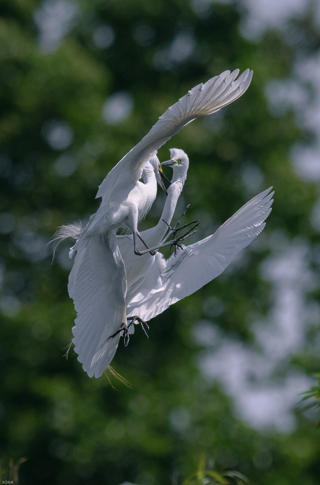 Nikon AF-S Nikkor 400mm F2.8G ED VR II sample photo. Sagi photography