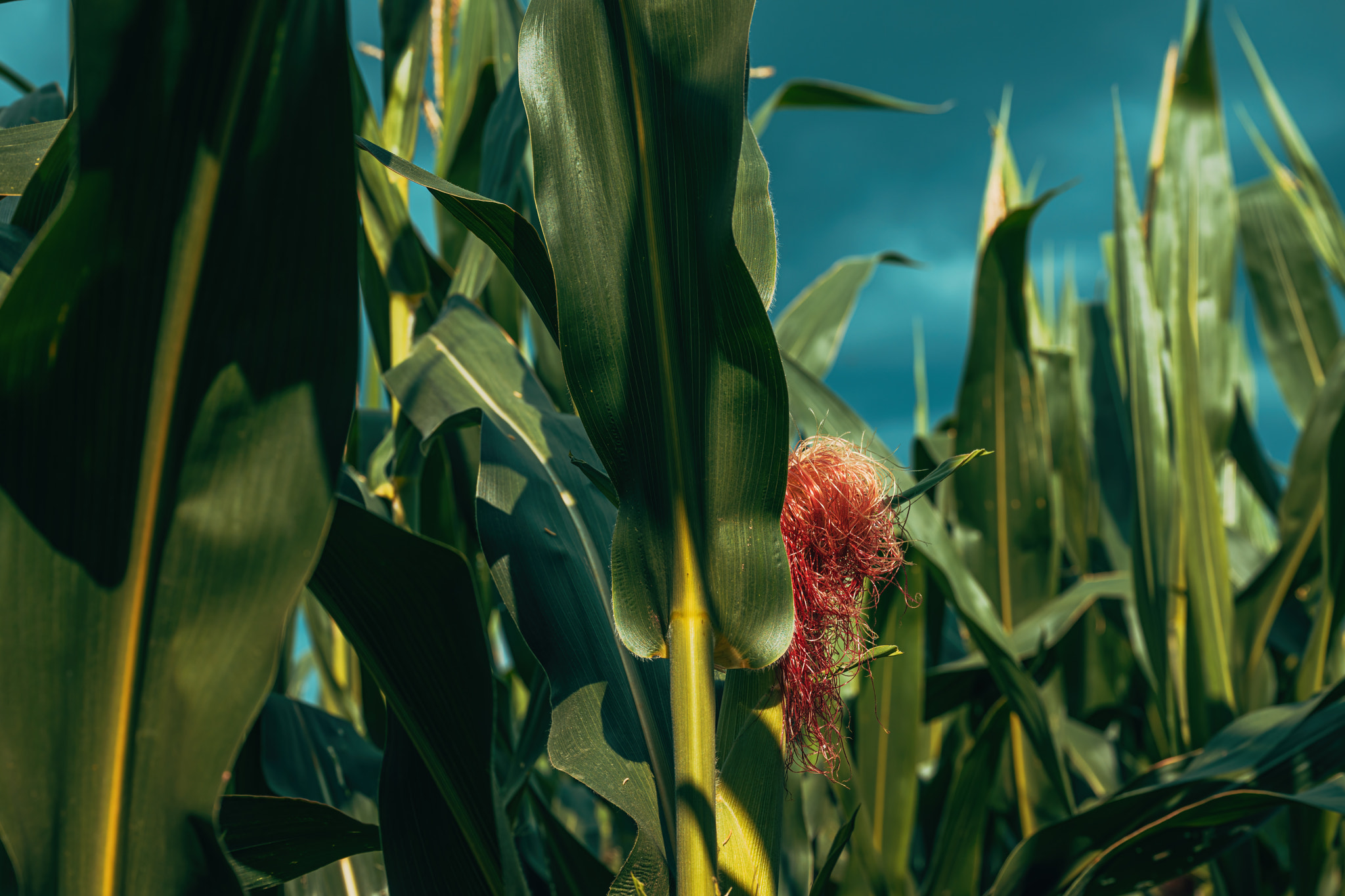 Corn silk (Stigma maydis), shiny fibers that grow as part of ears of corn or maize
