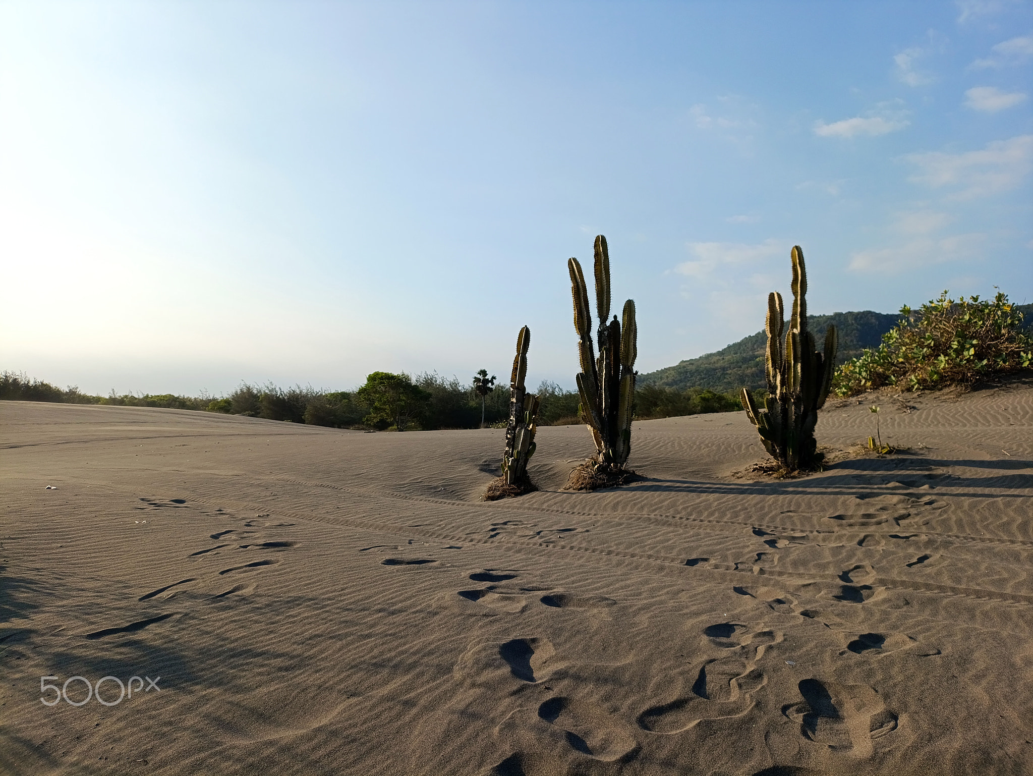 Lonely Cactus