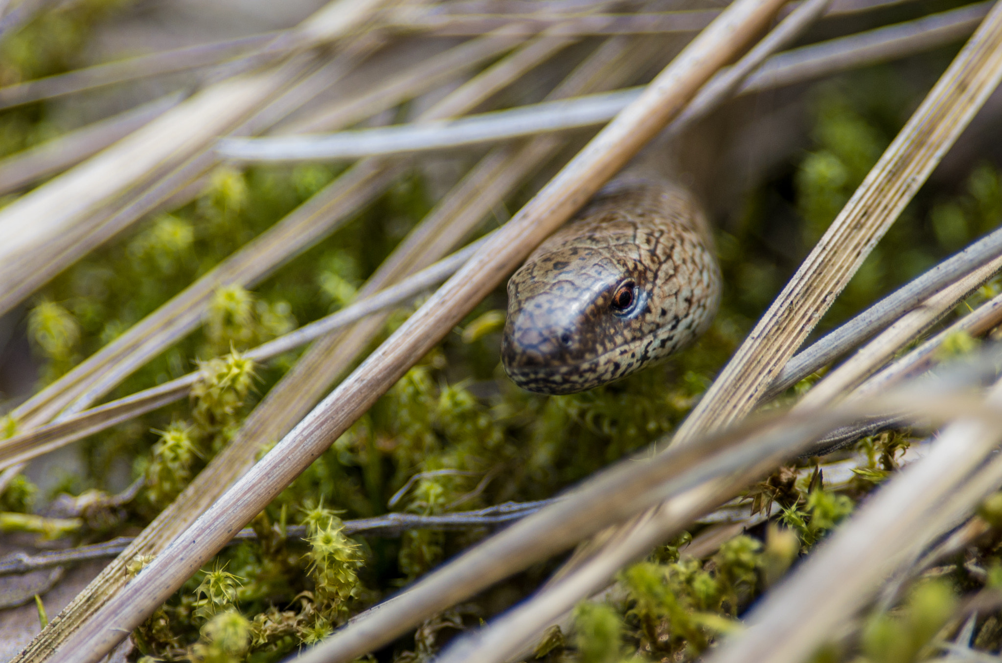 Pentax smc DA* 300mm F4.0 ED (IF) SDM sample photo. Slow worm photography