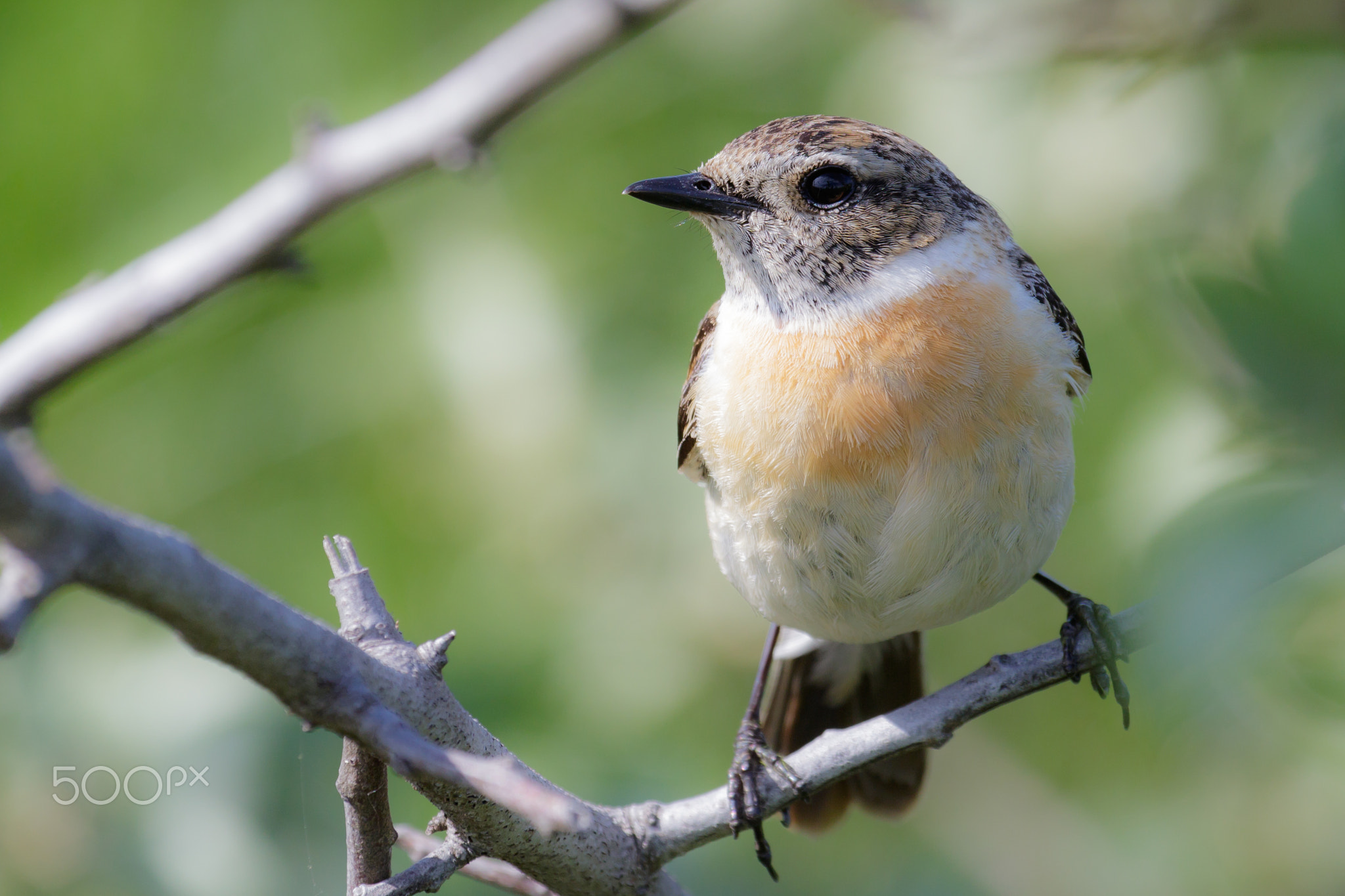 African stonechat #2