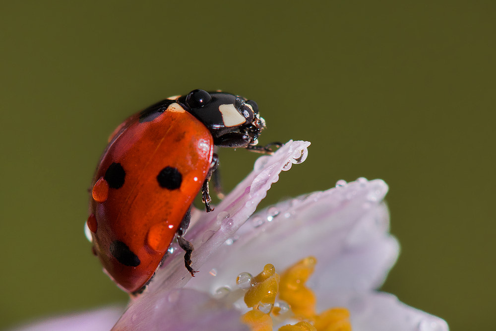 Seven-spot ladybird by Roberto Melotti on 500px.com