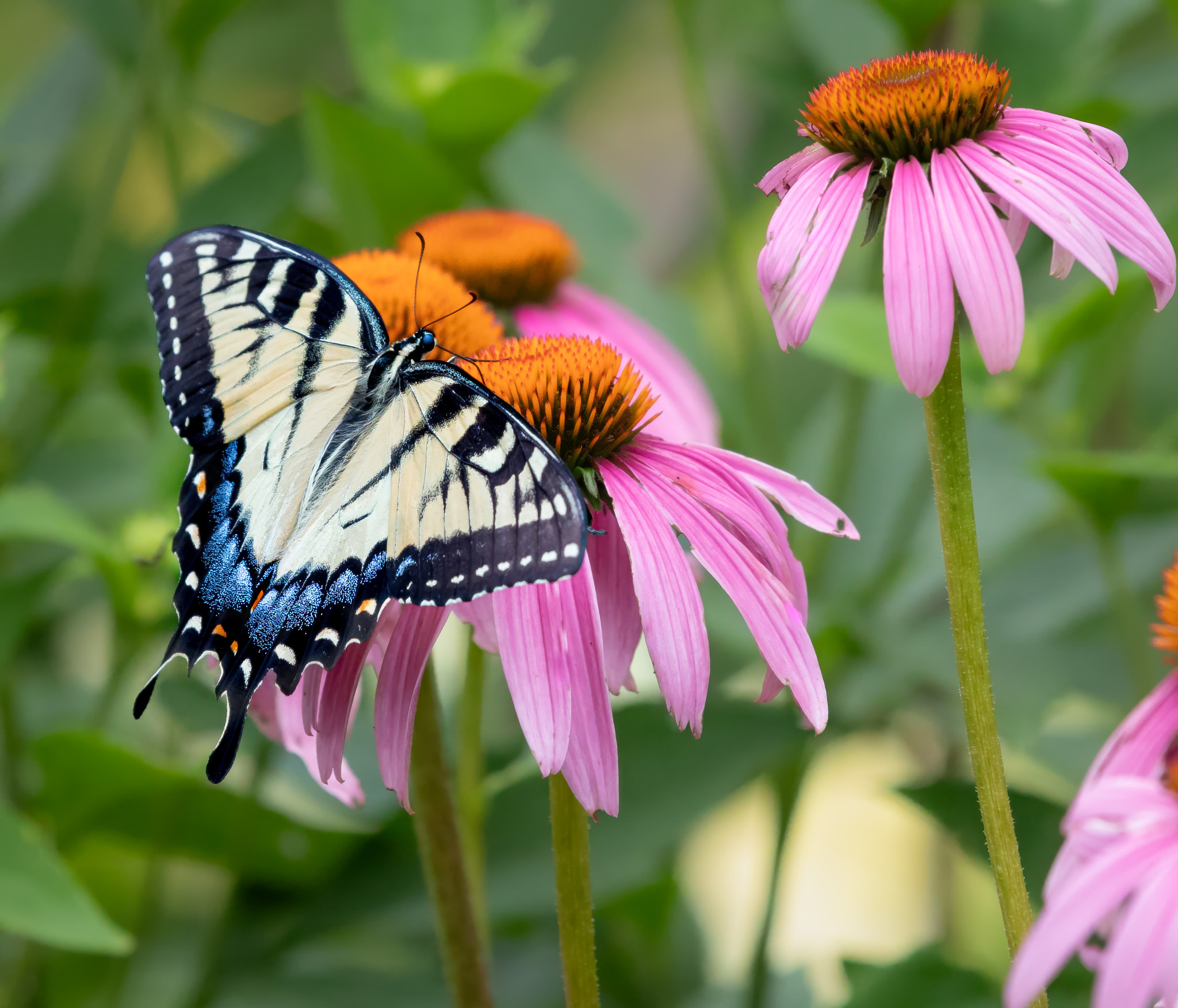 Swallowtail