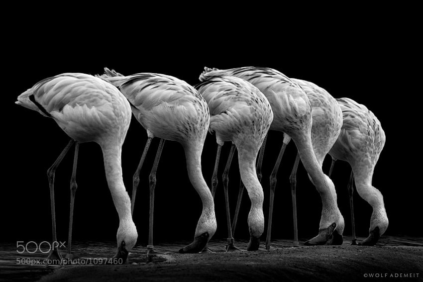 16 birds in a row