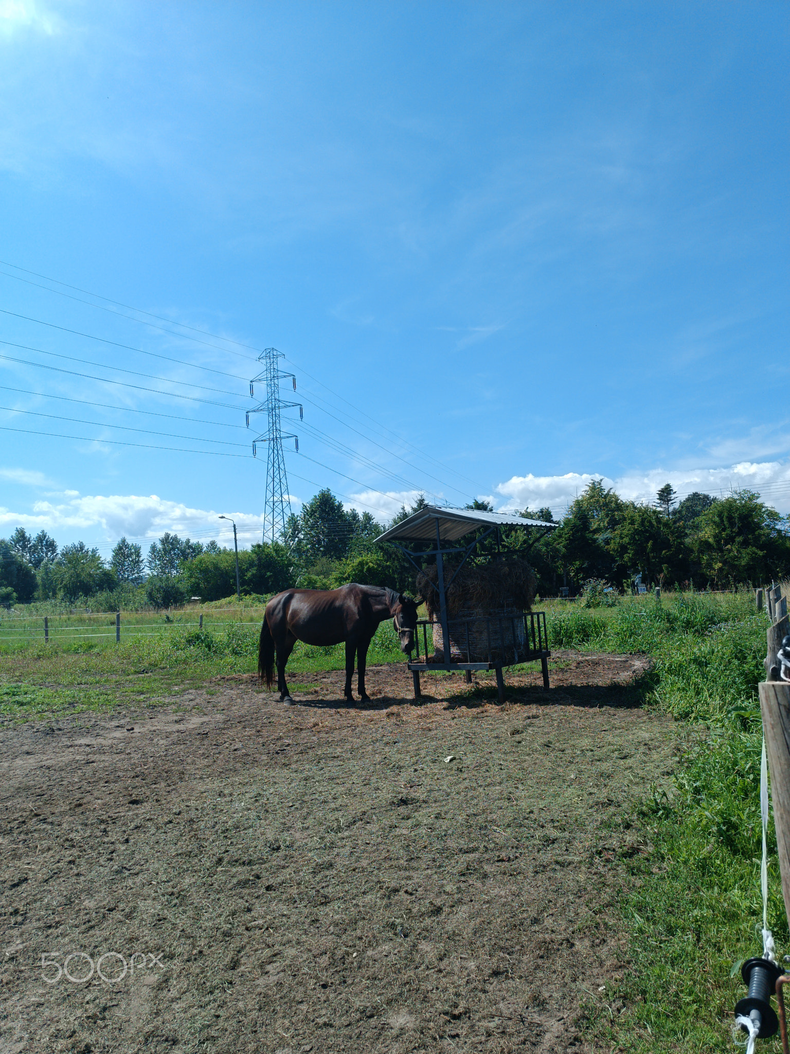 A brown horse sitting in a garden with a wooden fence around it on a sunny day