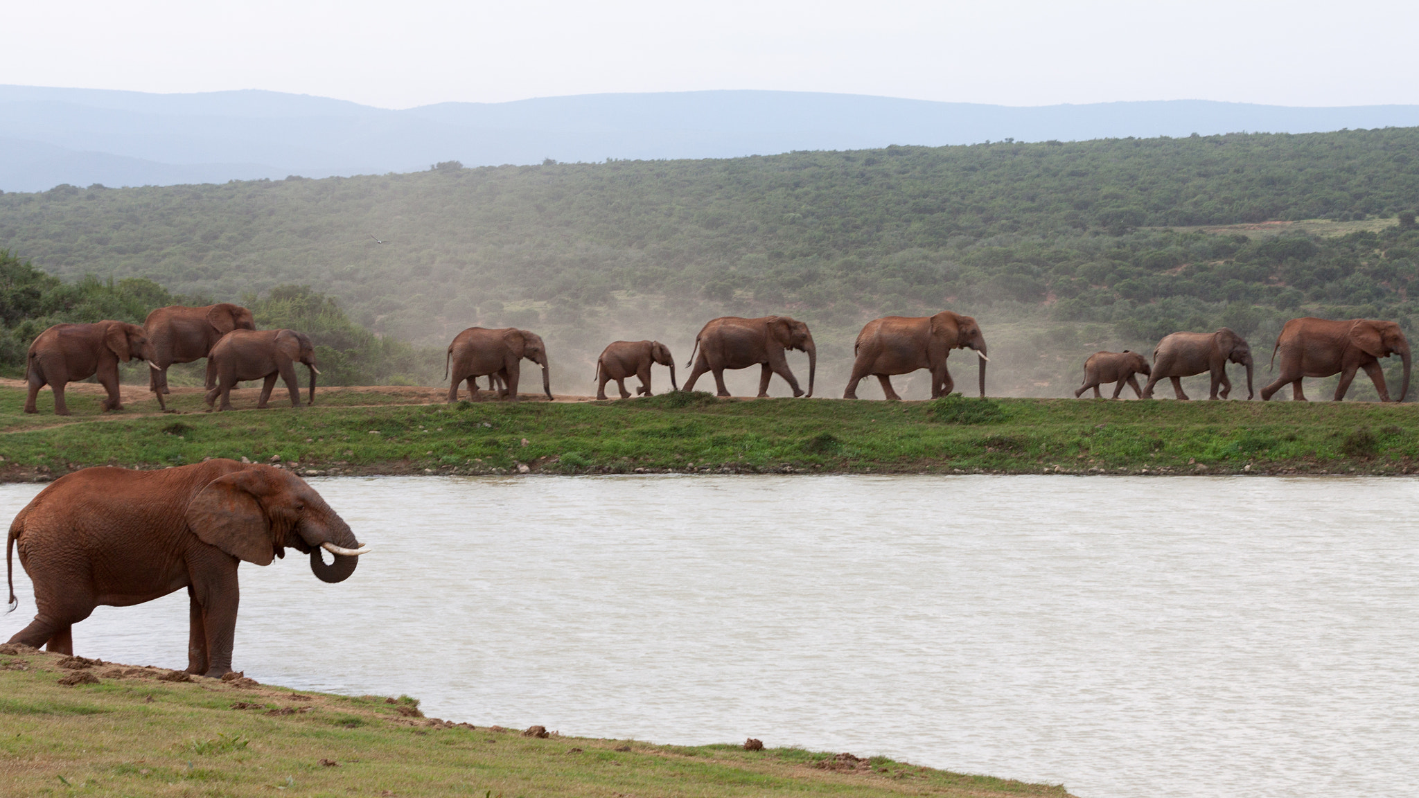Elephants Walking Landscape