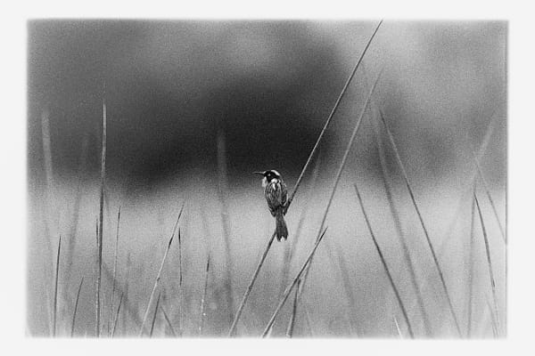 Bandiny by Paul Amyes on 500px.com