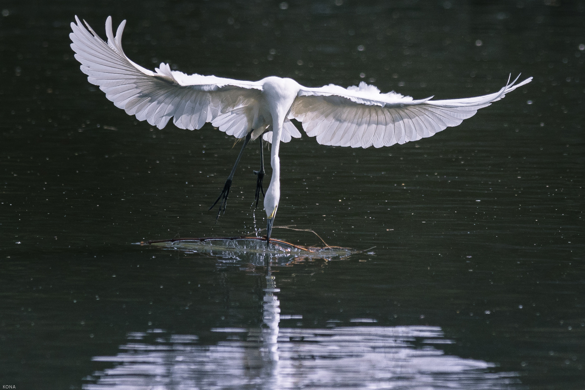 Nikon AF-S Nikkor 400mm F2.8G ED VR II sample photo. Sagi photography