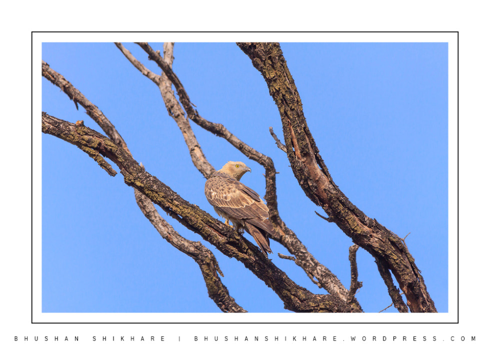 Crested Honey Buzzard / Oriental Honey Buzzard