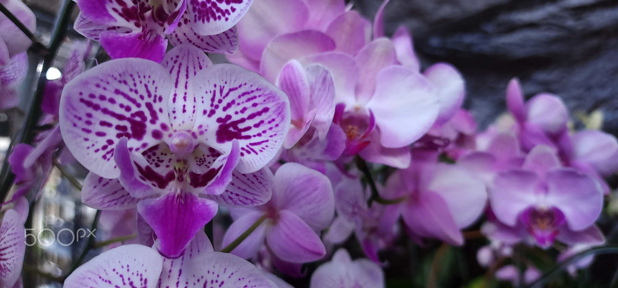 Charming orchid flower