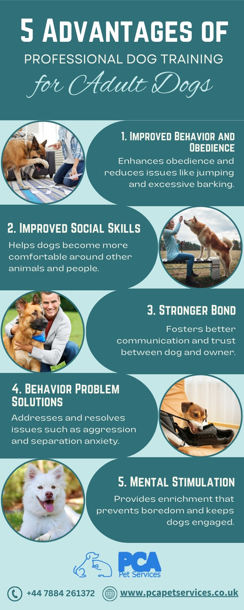5 Advantages of Professional Dog Training for Adult Dogs - 1