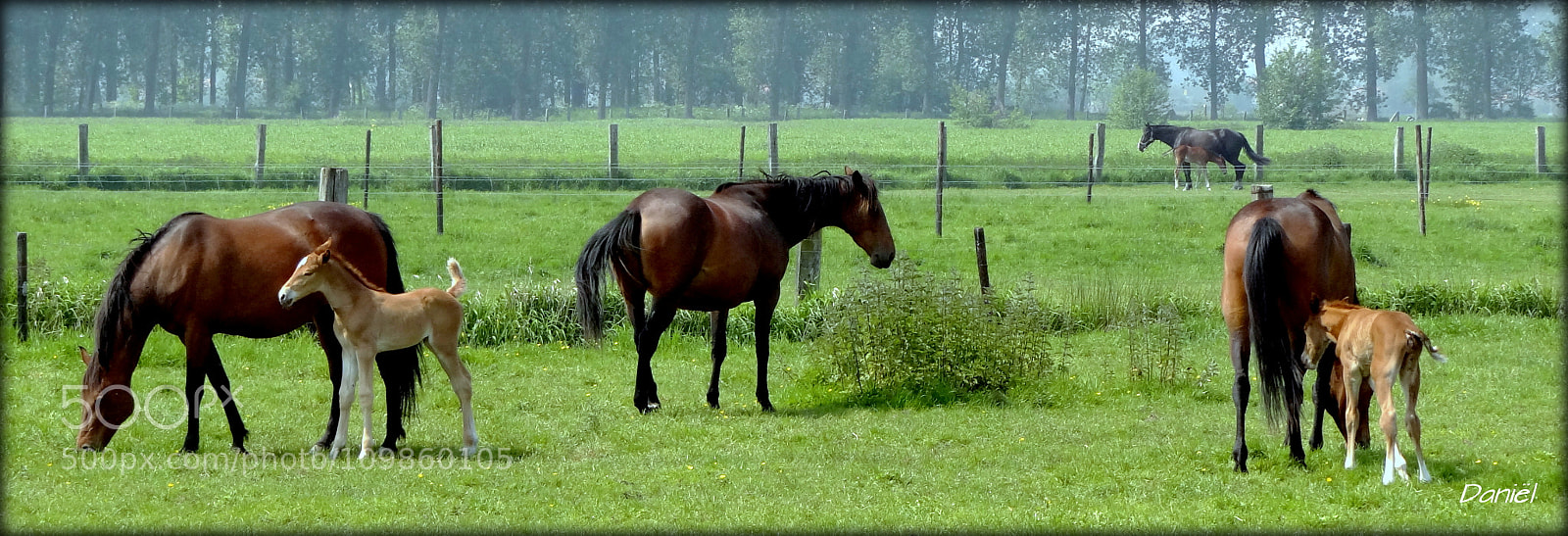 Sony Cyber-shot DSC-HX100V sample photo. Horses photography