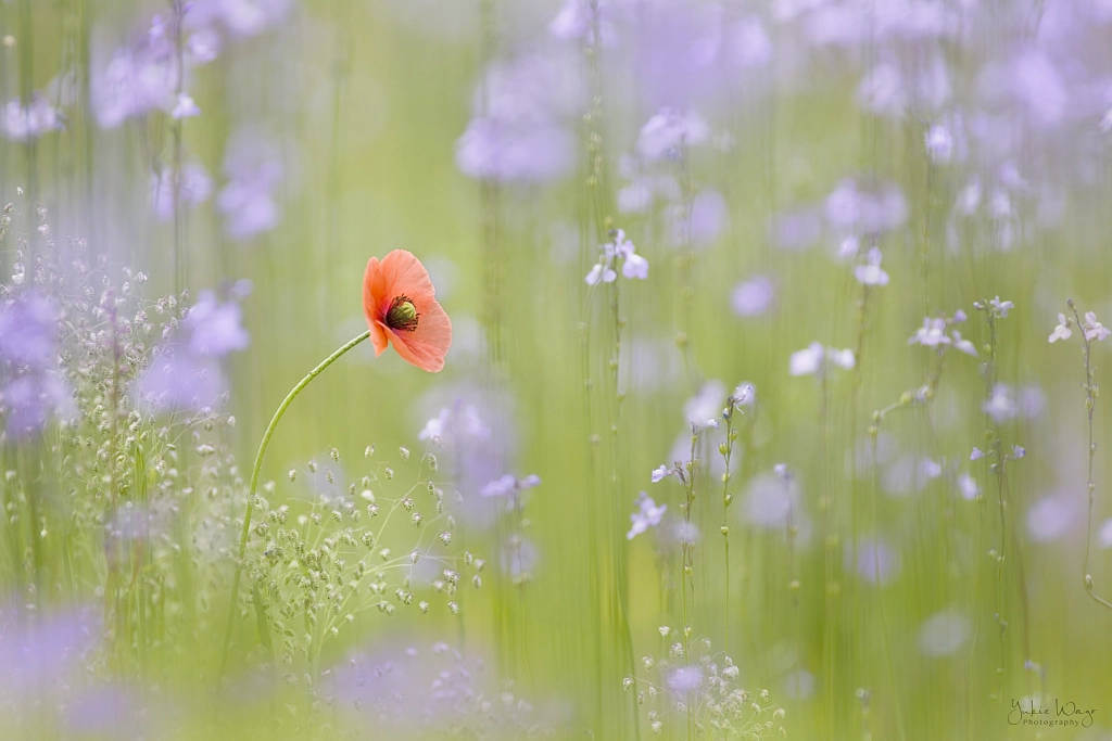 *** by Yukie Wago on 500px.com