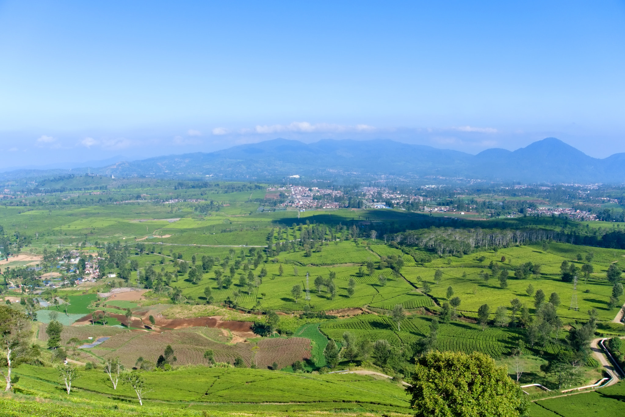 Stunning view of a tea plantation