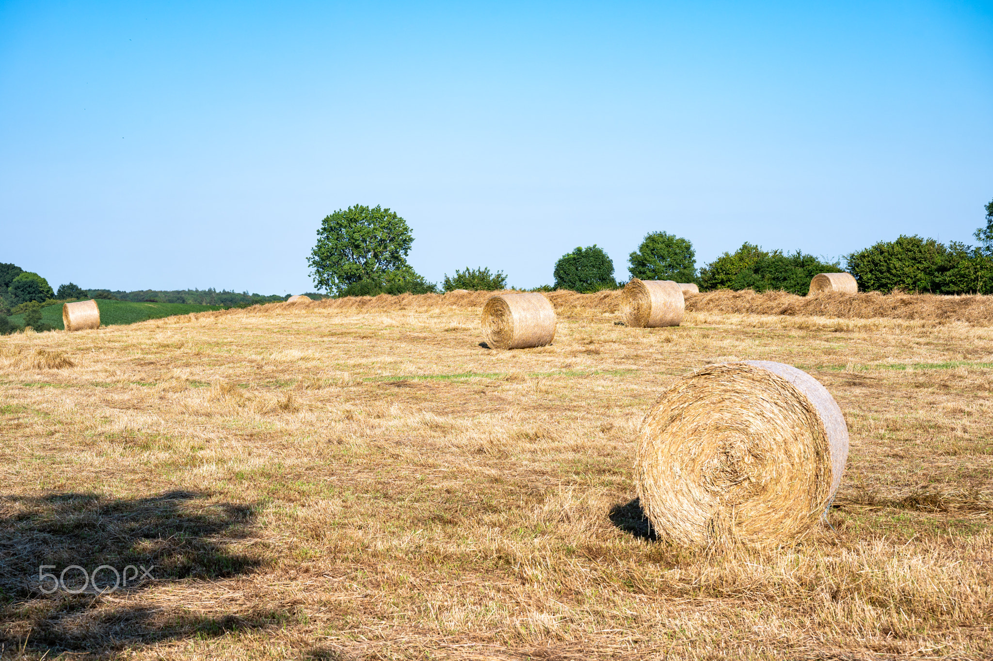 Hay stack roles, Holstein, Germany