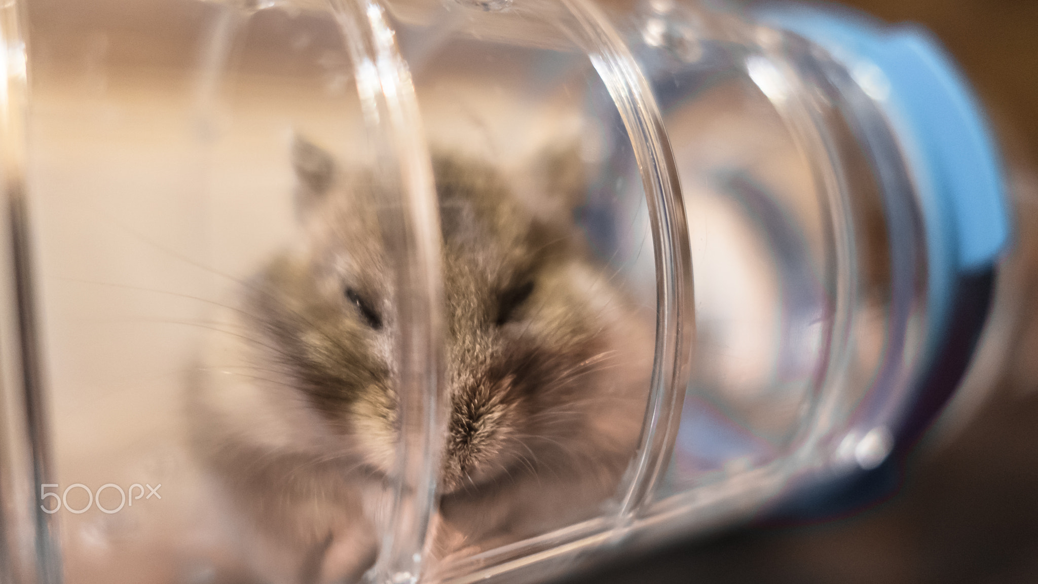 Hamster peeking from inside a transparent plastic tube