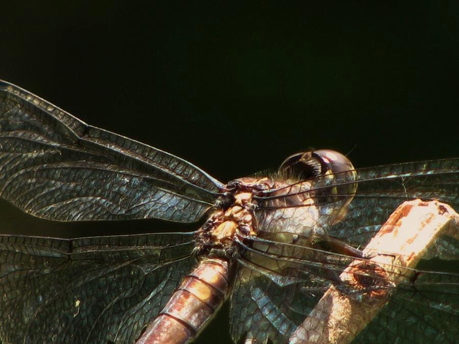 The Dragonfly Chase