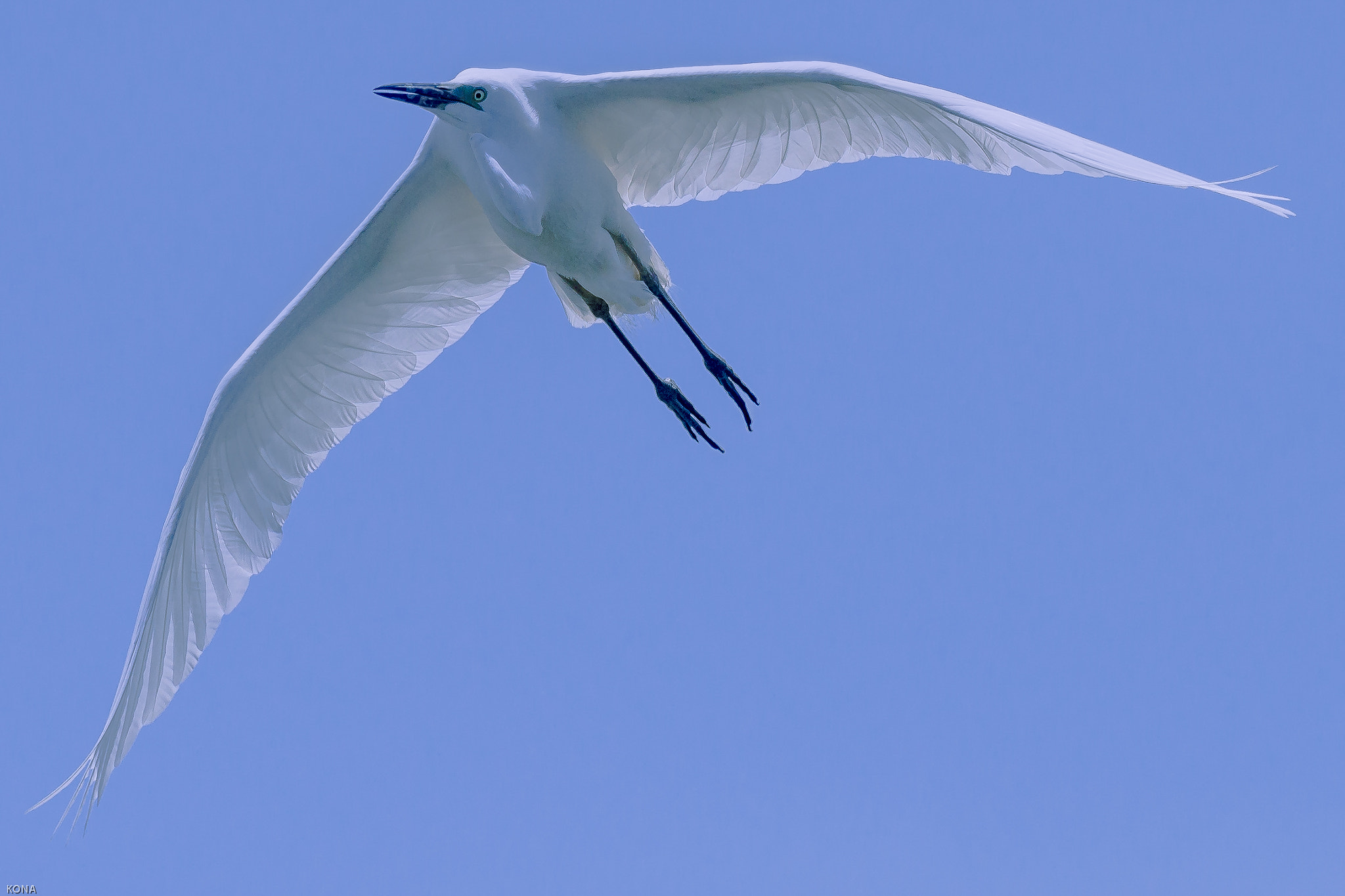 Nikon AF-S Nikkor 400mm F2.8G ED VR II sample photo. Sagi photography