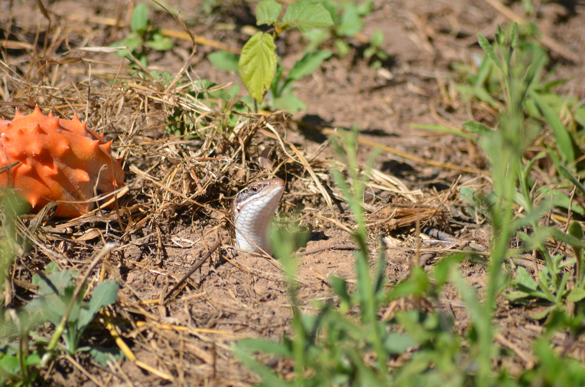 Sigma 70-300mm F4-5.6 APO DG Macro sample photo. Lizard photography