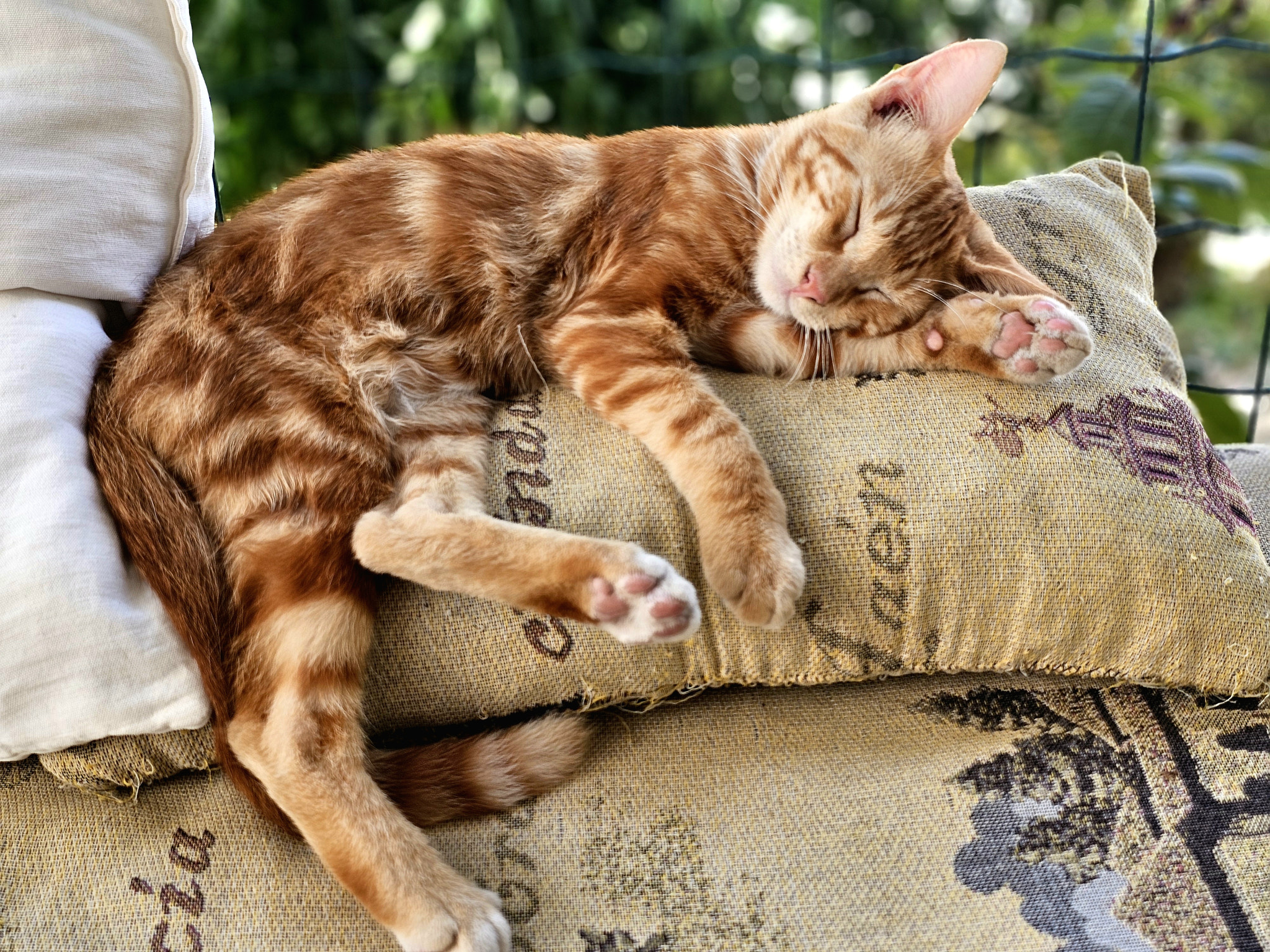 Luna  sleeping on sofa