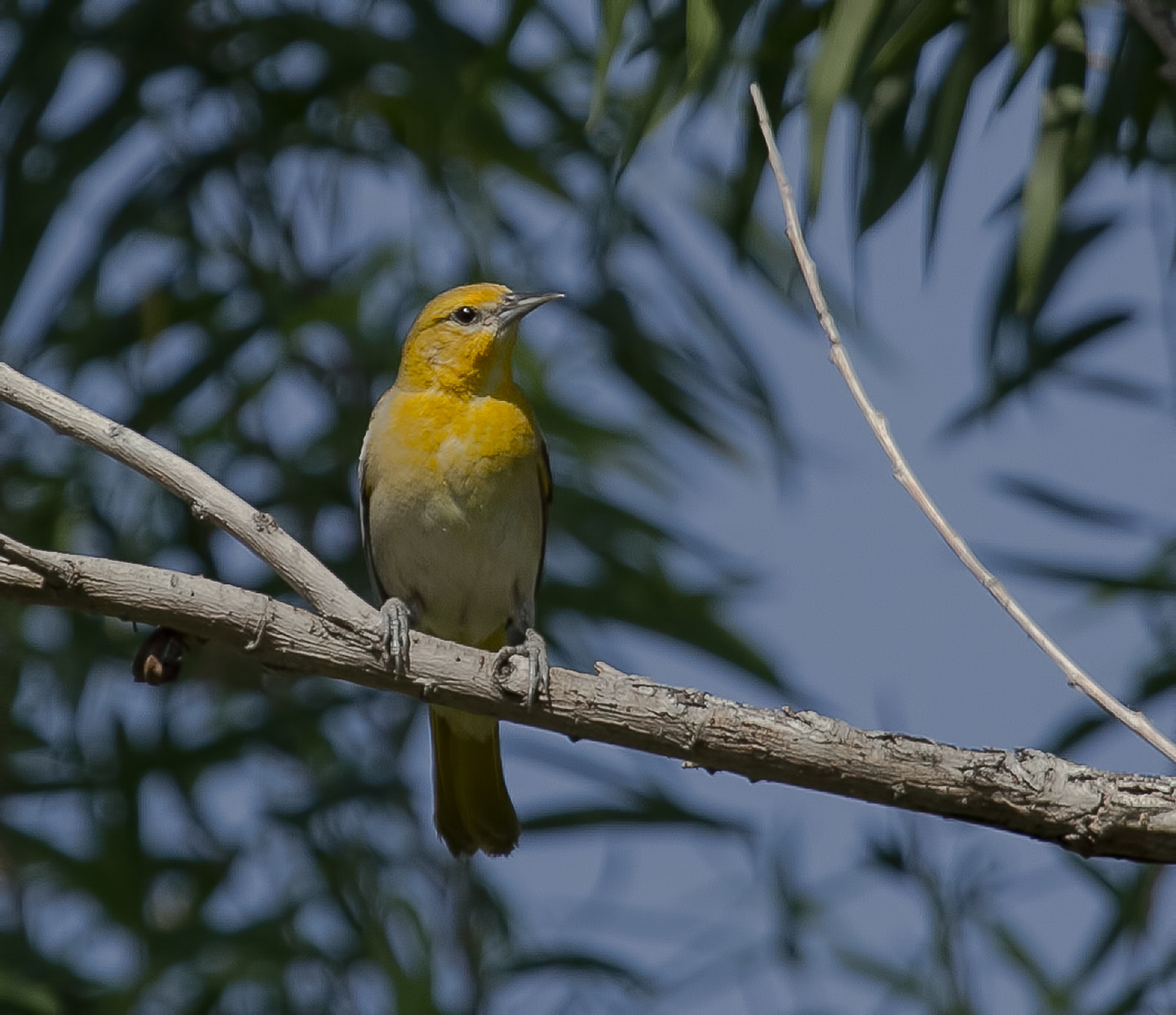 Canon EF 100-400mm F4.5-5.6L IS USM sample photo. Female bullock's oriole photography
