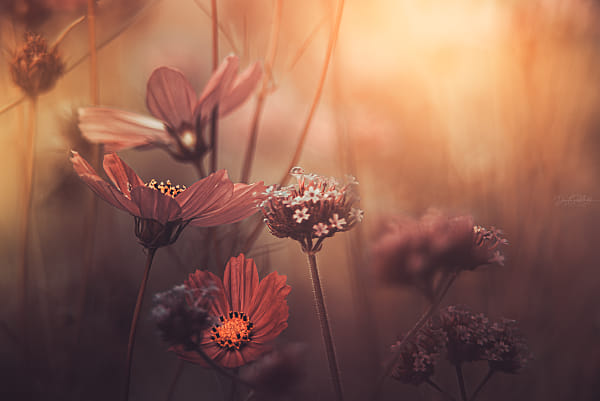 summer in the garden.... by Dan Leszek Kołudzki on 500px.com