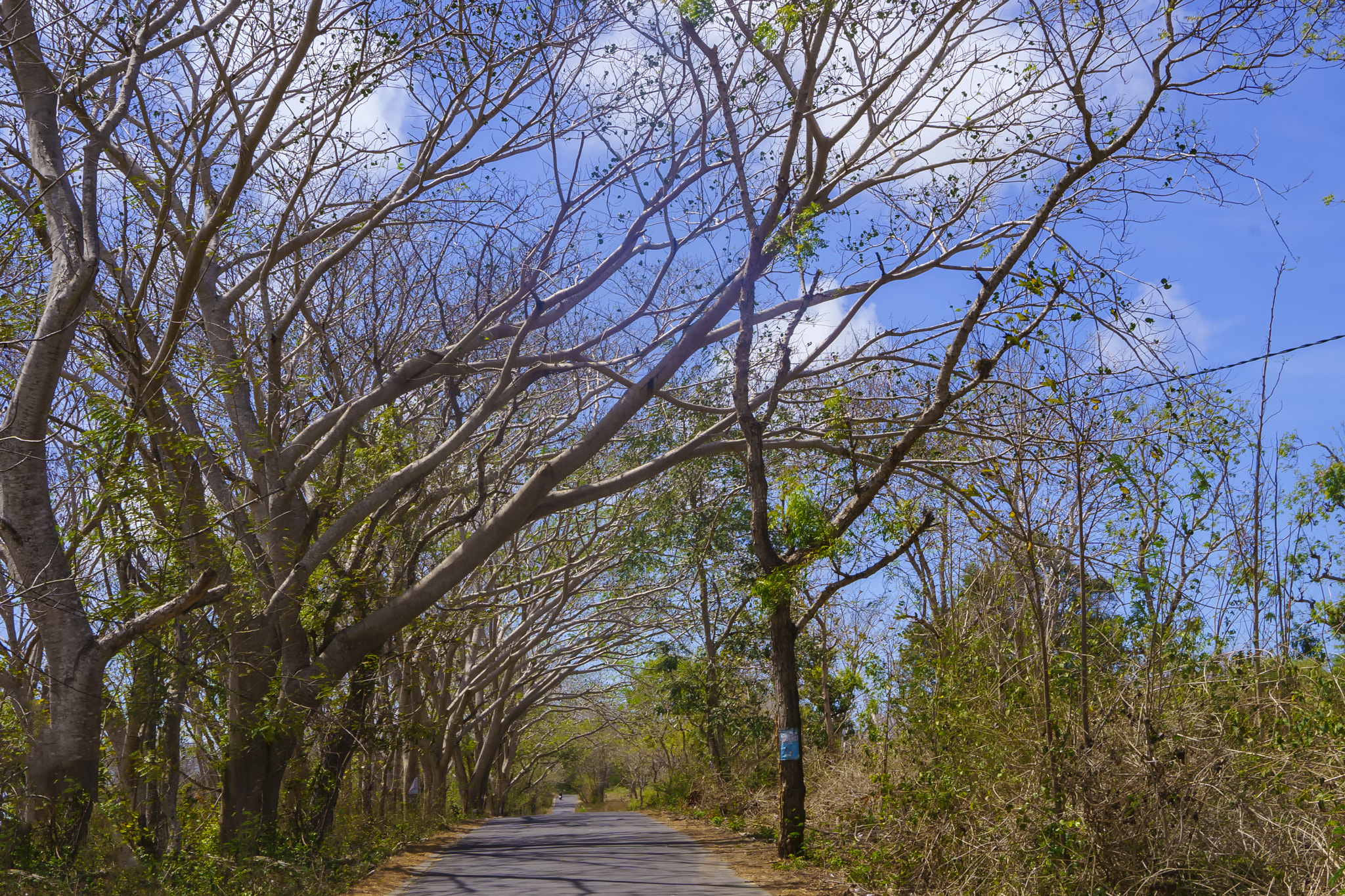 A quiet, tree-lined road stretches towards a clear blue sky.