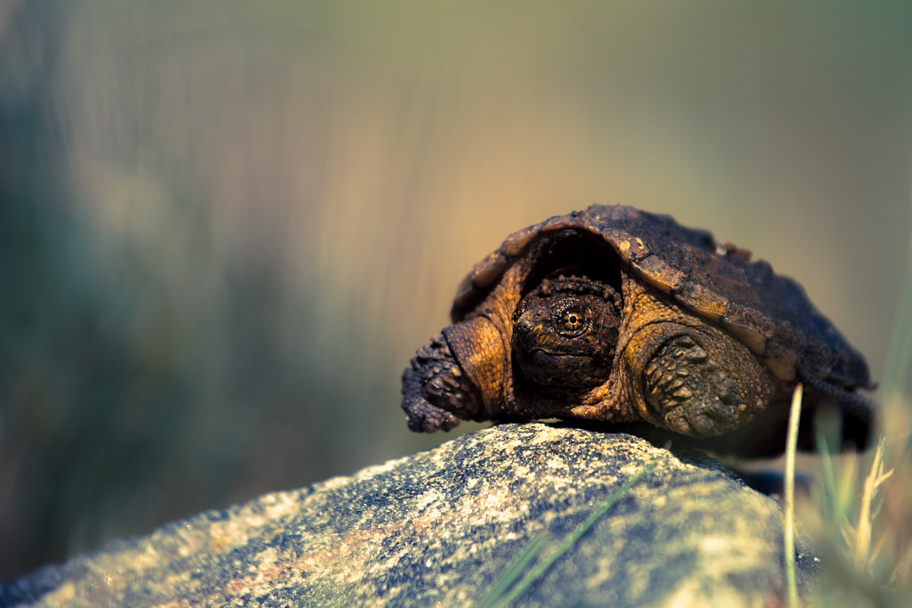 Enter the dragon by Bulik Elena on 500px.com