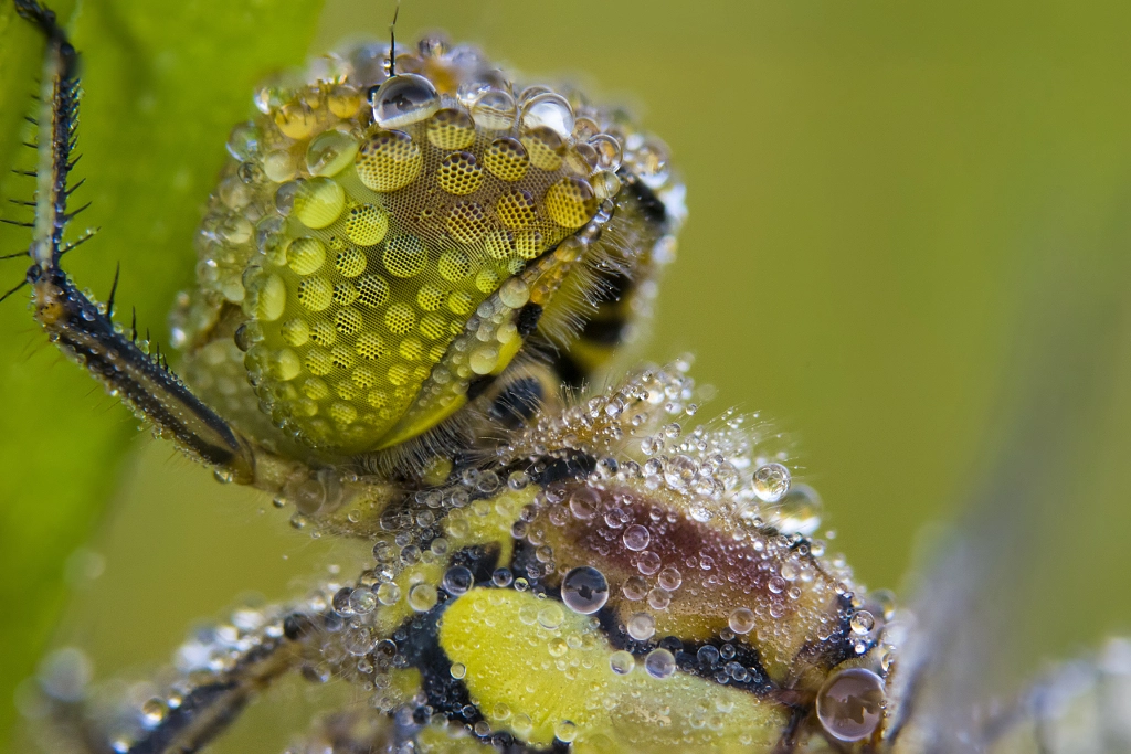 Dragon tears by Pavlos Pavlou on 500px.com