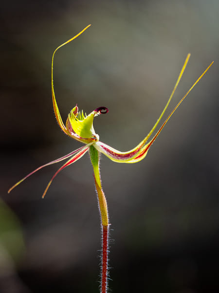 Fringed Mantis Orchid by Paul Amyes on 500px.com