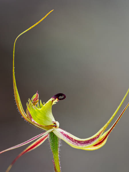 Fringed Mantis Orchid by Paul Amyes on 500px.com