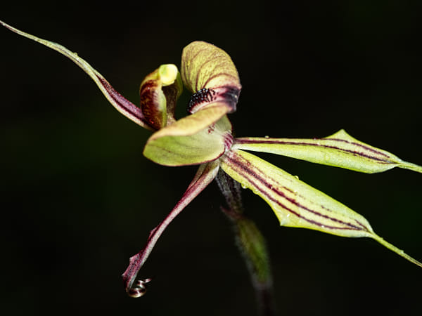Purple-veined Spider Orchid by Paul Amyes on 500px.com